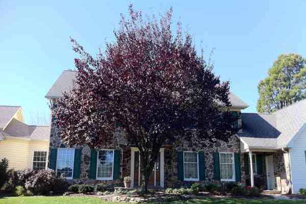 Purple Plum tree before reduction, thinning and shaping. Center Valley, PA 18034