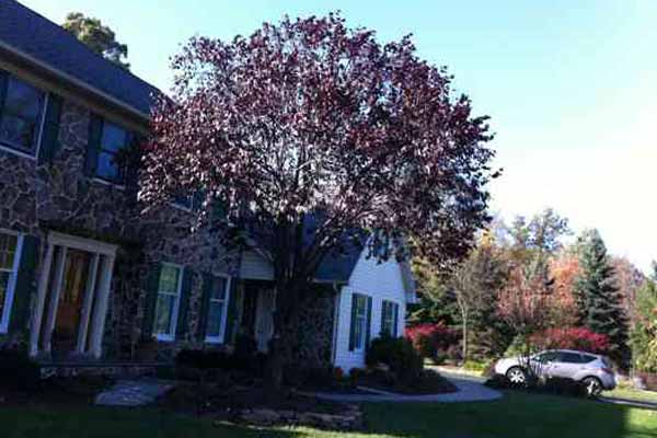 Purple Plum tree after reduction, thinning and shaping.