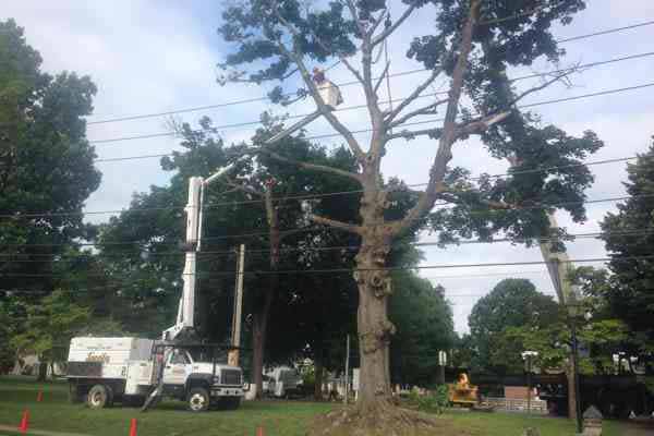 Hazardous tree removal Rose Garden.