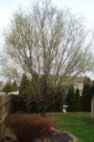 Corkscrew willow before pruning