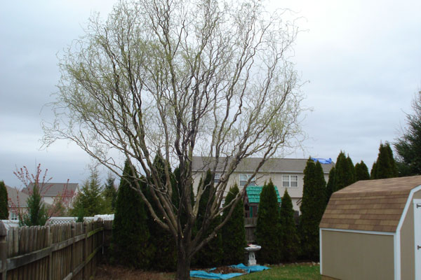 Corkscrew Willow