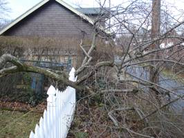 split lead of storm damaged Crabapple