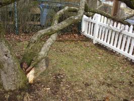 -split lead of storm damaged Crabapple