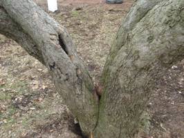 Crabapple lead reattached