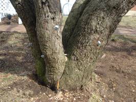 Crabapple brace rodded back together