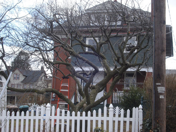 Crabapple tree