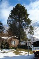 Storm damaged douglas fir tree removal