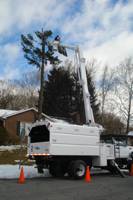 Storm damaged douglas fir tree removal