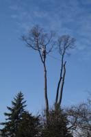 Jacob at the top of large Sassafras tree during removal