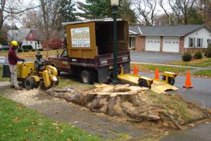 Large Norway Maple stump being ground