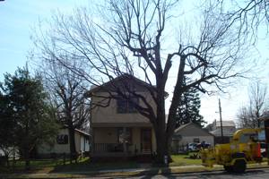 Silver Maple after pruning