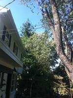 Silver Maple after pruning to provide clearance for house