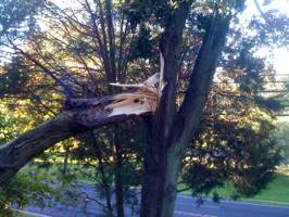 Co-dominant stem of Red Maple split, a cable support system would have prevented this