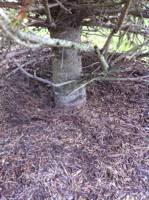 Improperly planted and excessively mulched Douglas Fir tree before root collar excavation
