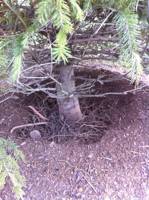 Douglas Fir tree after first stage of root collar excavation