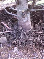 Girdling and advantageous roots exposed on Douglas fir tree
