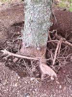 Girdling root forming on Spruce tree due to improper planting and excessive mulching