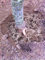 Girdling and advantageous roots forming on Dogwood tree due to improper planting and excessive mulching