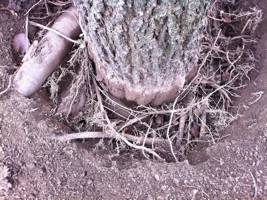 Bradford Pear tree being strangled due to improper planting and excessive mulching