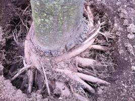 Red Maple tree being strangled due to improper planting and excessive mulching