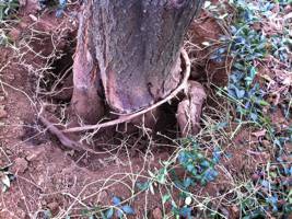 Girdling root on Plum tree