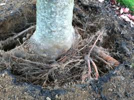 Girdling and advantageous roots exposed after first stage of root collar excavations
