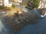 Out of control Wysteria growing over roof before pruning