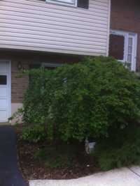 Weeping Cherry before thinning