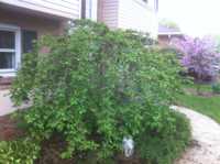 Weeping Cherry after thinning