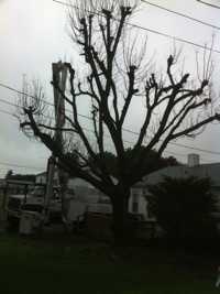 Norway Maple before Removal