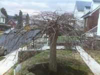 Weeping Cherry after thinning and crown cleaning