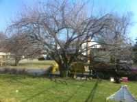 Kwanzan Cherry before thinning and reduction