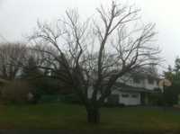 Kwanzan Cherry after thinning and reduction