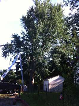 Gingko tree removal with a crane