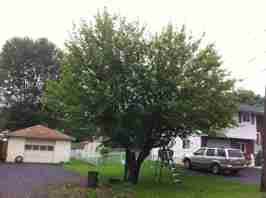 Apple tree before thinning, elevation and reduction.