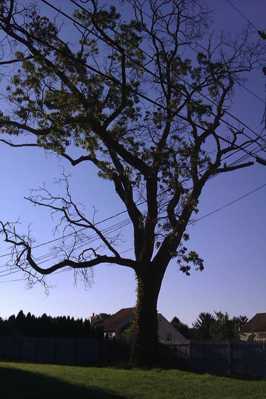 Before removal of large dying Red Oak tree