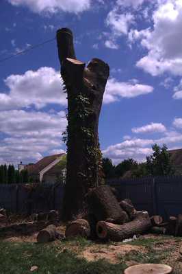 Getting ready to fell trunk of large dying Red Oak tree