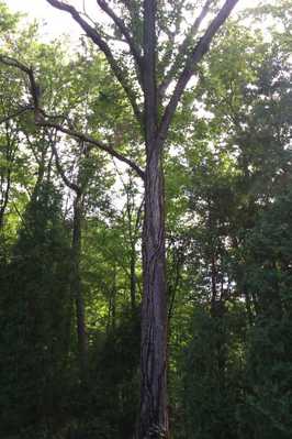 Before removal of large Hickory tree