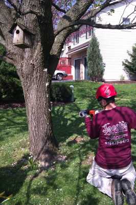 Installing brace rods in a splitting Bradford Pear tree