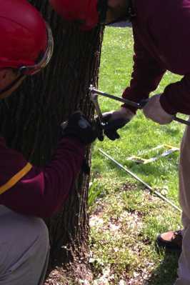 Installing brace rods in a splitting Bradford Pear tree