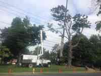 Hazardous tree removal in the Rose Garden for the City of Bethlehem