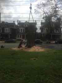 Hazardous tree removal in the Rose Garden for the City of Bethlehem.