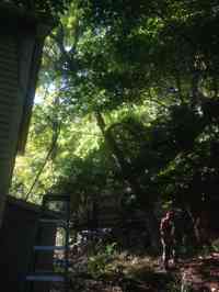 Removal of leaning White Ash tree during a donated day of services at the Archibald Johston Estate.