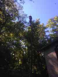 Removal of leaning White Ash tree during a donated day of services at the Archibald Johston Estate.