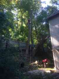 Removal of leaning White Ash tree during a donated day of services at the Archibald Johston Estate.