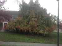 Weeping Beech tree before crown reduction and elevation.