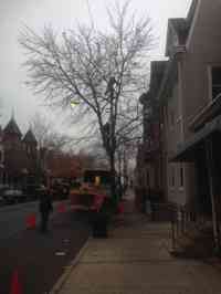 Elevating and trimming back a Red Maple tree form a historic building before renovations.