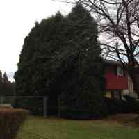 Arborvitaes before overall reduction.