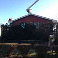 Arborvitaes after overall reduction.