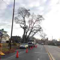 Norway Maple tree removal.